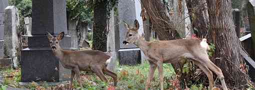 BIOLOGISCHE FÜHRUNG AM ZENTRALFRIEDHOF