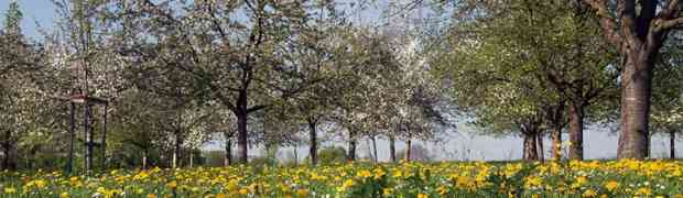 Botanische Frühlingsaspekte am Stadtrand