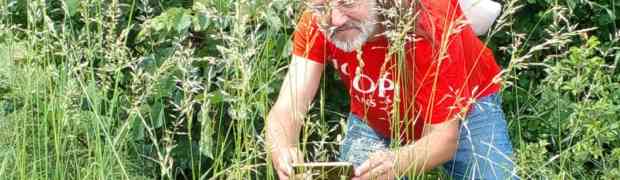 Botanischer Ausflug nach Siegendorf zu den Bienenfressern